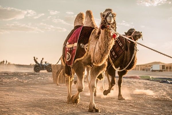 Camel riding, Bukhara Desert Oasis & SPA